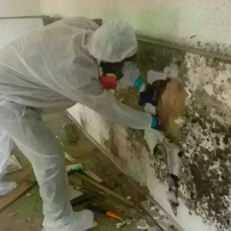 Mold Remediation and Removal in Back Mountain, PA